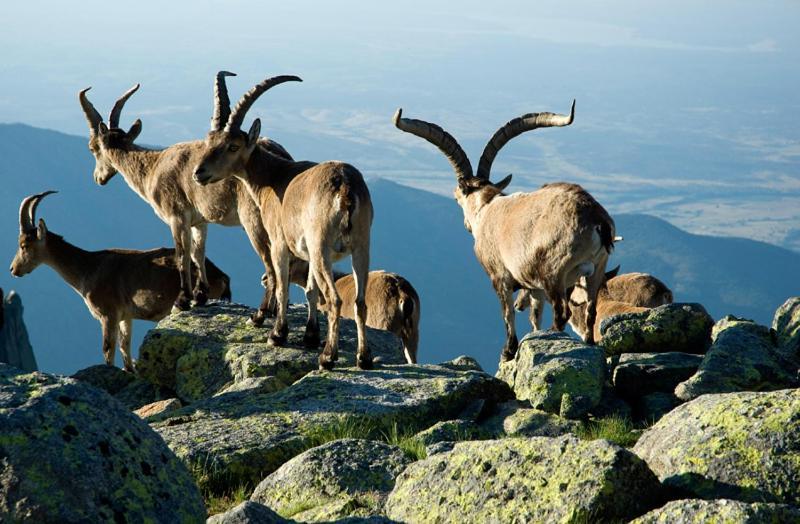 Ruralrut-El Tiemblo Wifi, Cabina De Hidromasaje, Aire Acondicionado Y A Pocos Metros De Zonas De Bano Naturales Dış mekan fotoğraf